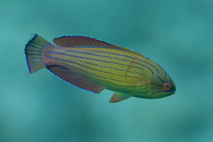 Paracheilinus octotaenia