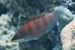 Pseudocheilinus evanidus