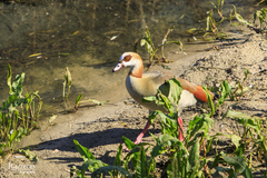 Alopochen aegyptiaca