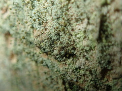 Chaenotheca chlorella