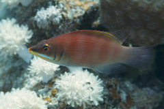 Pseudocheilinus evanidus