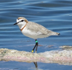 Charadrius pallidus