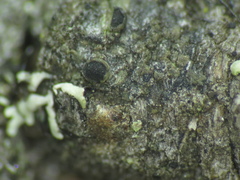 Caloplaca obscurella