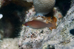 Pseudocheilinus evanidus