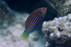 Pseudocheilinus hexataenia