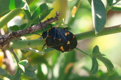 Murgantia histrionica