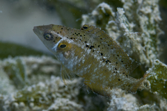 Pteragogus trispilus