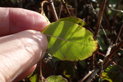 Lonicera × purpusii