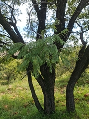 Senegalia hereroensis