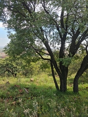 Senegalia hereroensis