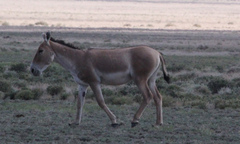 Equus hemionus