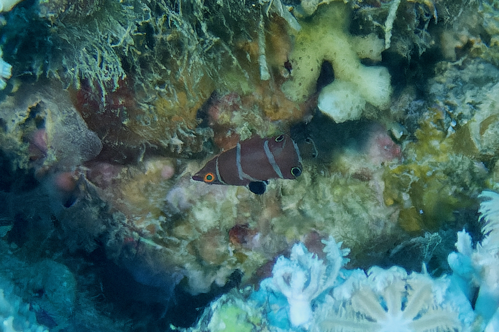 Philippine Possum Wrasse
