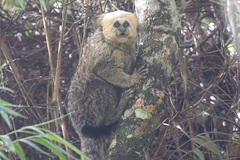 Callithrix flaviceps