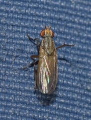 Trixoscelis