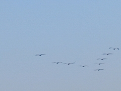 Pelecanus onocrotalus