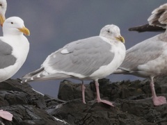 Larus glaucescens × occidentalis