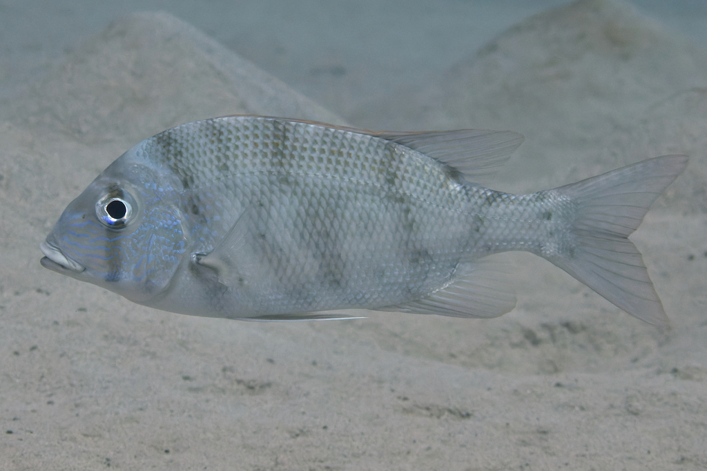 Blue-lined large-eye bream (Gymnocranius grandoculis) — Lethrinidae