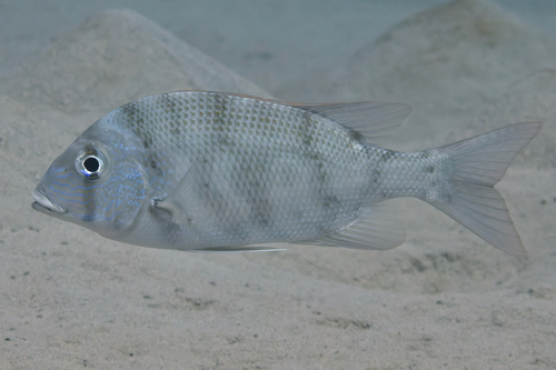 Blue-lined large-eye bream (Gymnocranius grandoculis) — Lethrinidae