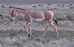 Equus hemionus