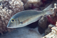 Lethrinus borbonicus
