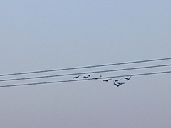 Pelecanus onocrotalus