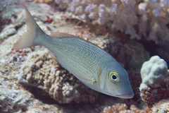 Lethrinus borbonicus
