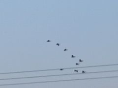 Pelecanus onocrotalus