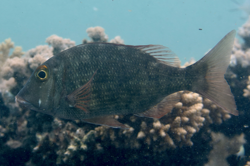 Snubnose emperor (Lethrinus borbonicus) — Lethrinidae — 4