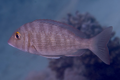 Lethrinus borbonicus