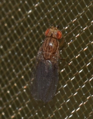 Drosophila busckii