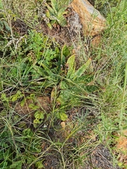 Aloe greatheadii davyana