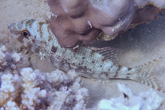 Lethrinus borbonicus