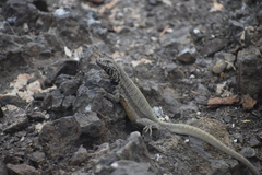 Microlophus peruvianus