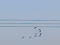 Pelecanus onocrotalus