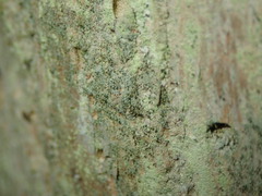 Chaenotheca chlorella