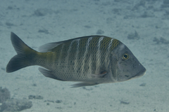 Lethrinus mahsena