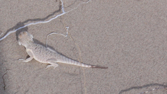 Phrynocephalus mystaceus