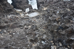 Microlophus peruvianus