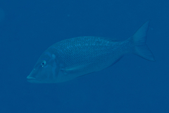 Lethrinus nebulosus