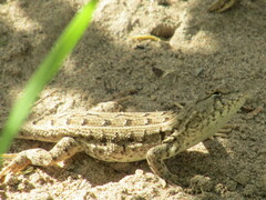 Liolaemus wiegmannii