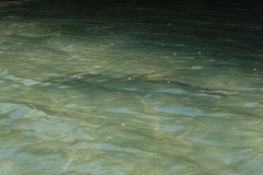 Negaprion brevirostris