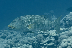 Lethrinus xanthochilus