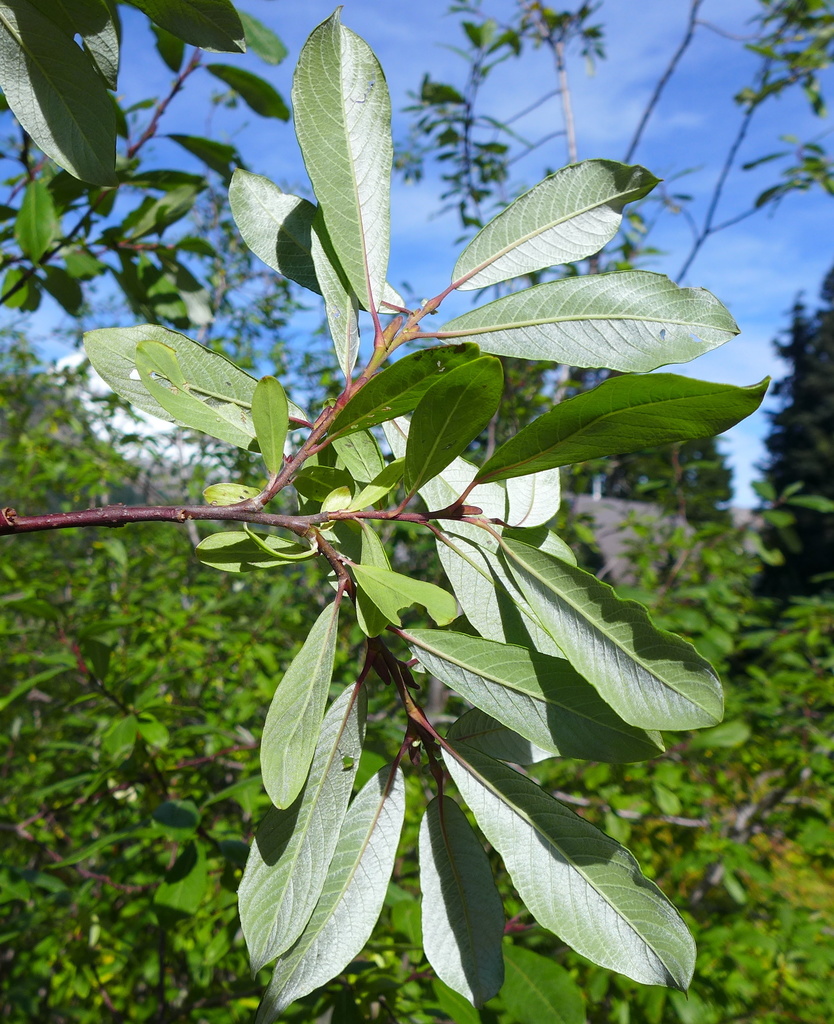 Sitka willow
