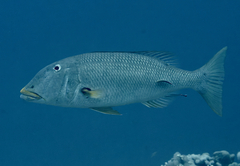 Lethrinus xanthochilus