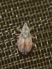 Malvapion malvae
