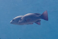 Lutjanus argentimaculatus