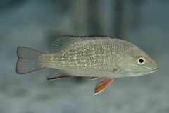 Lutjanus argentimaculatus