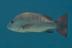 Lutjanus argentimaculatus