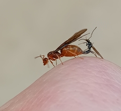 Prenolepis nitens