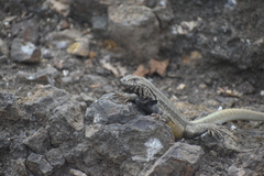 Microlophus peruvianus